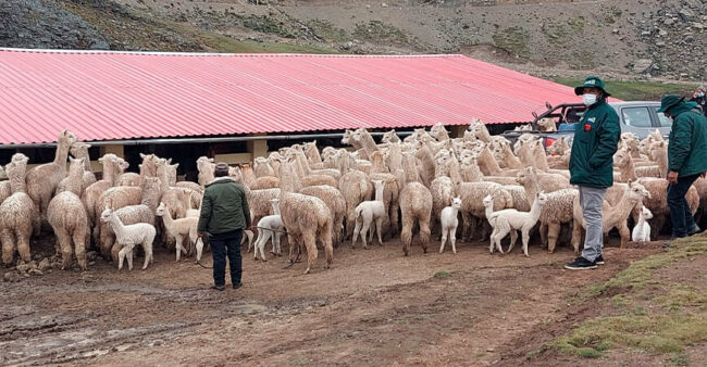 Agro Rural Evaluó y Seleccionó Alpacas para el Plan de Mejoramiento Genético en Lima