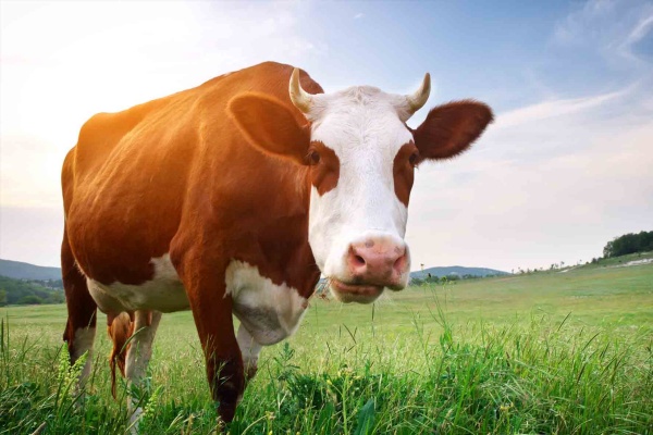 Vacas con menos Eructos gracias al Orégano