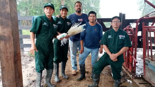INIA capacita a productores de Huánuco en técnicas de mejoramiento genético de ganado