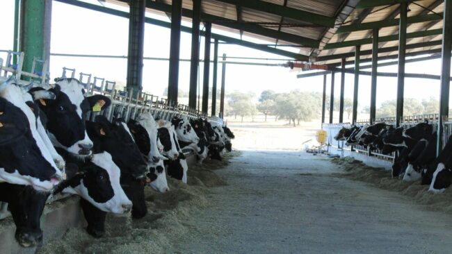 Disminución de la producción de leche de EEUU y Nueva Zelanda impulsa los precios
