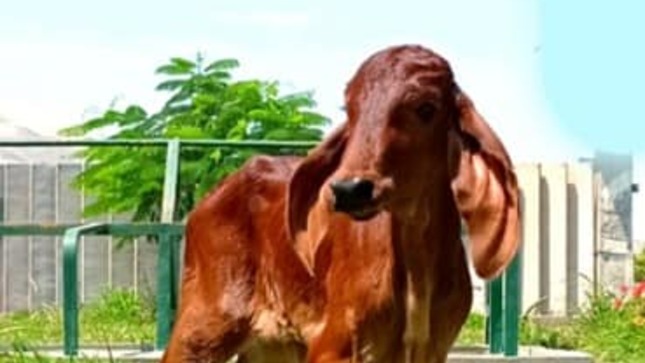 Nació Cheetara, nueva cría de ganado con alta calidad que potenciará producción de leche de bovino