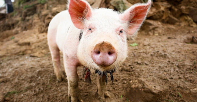 Senasa Prepara Sistema de Rastreabilidad de Bovinos y Porcinos en Región Peruana