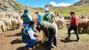 SENASA se marca como objetivo mejorar estatus sanitario de alpacas en comunidad Peruana