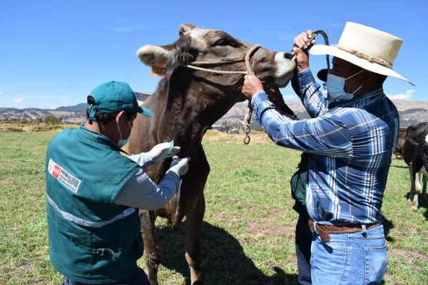 Ganadería lechera del Perú registra más de 8000 hatos libres de Brucelosis y Tuberculosis bovina