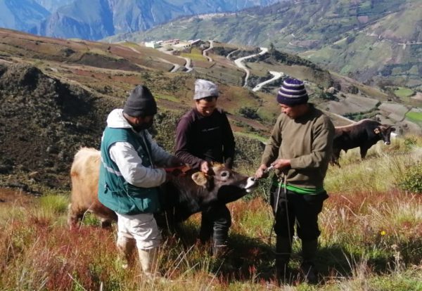 Identificación de animales de abasto fortalecerá el sistema de trazabilidad en Región Peruana