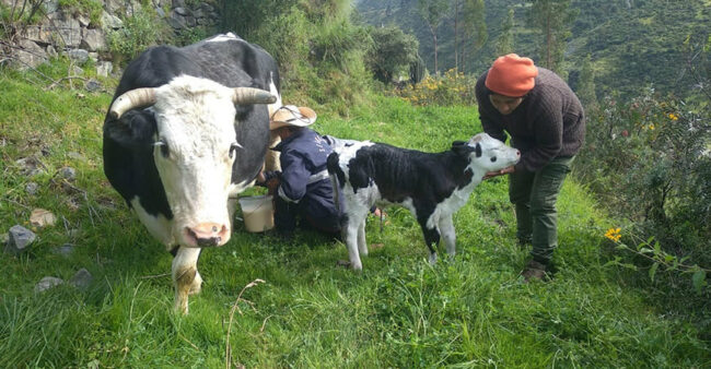 Apurímac destina casi S/ 14 millones para potenciar ganadería lechera