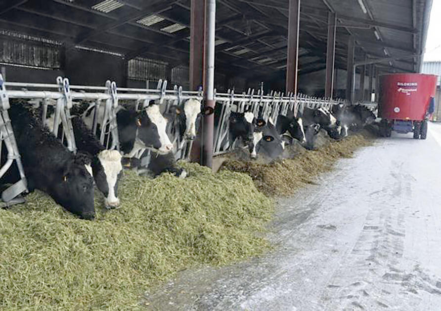 Alimentar a las Vacas con Alfalfa reduce las Emisiones de Metano de acuerdo a experiencia francesa