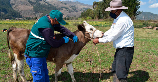 Vacunaron a 27,125 animales de abasto contra carbunco sintomático en Ica