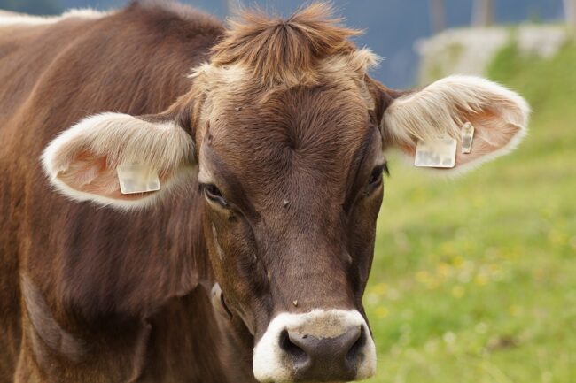 La amenaza de la fiebre aftosa en Australia ha hecho que los criadores de ganado bovino consideren congelar semen y óvulos para preservar los linajes
