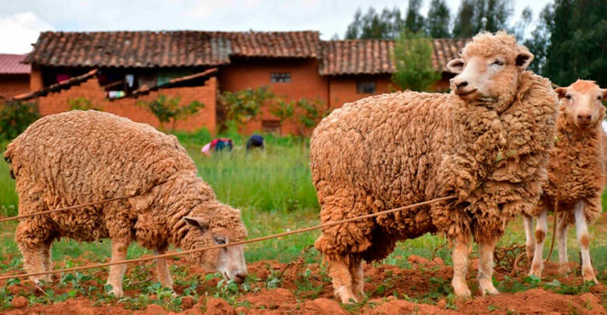 La Libertad invertirá más de S/ 14 millones para mejorar producción de ovinos