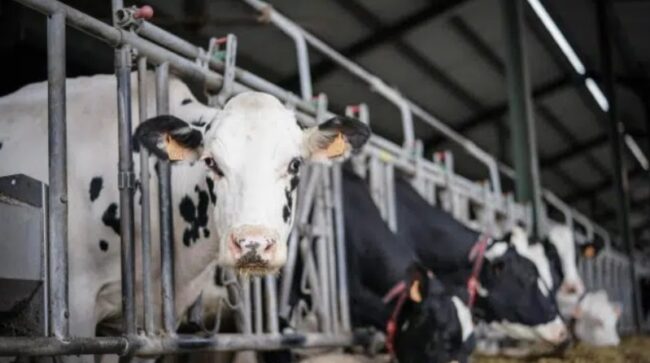 El sacrificio de vacas por el alza de costos amenaza el suministro de leche en España