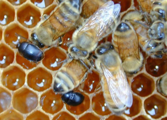 Refuerzan medidas preventivas para evitar ingreso de escarabajo de la colmena que dañaría producción apícola