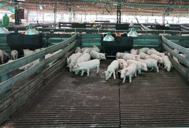 Las zeolitas mejoran la calidad del biogás hecho con estiércol porcino