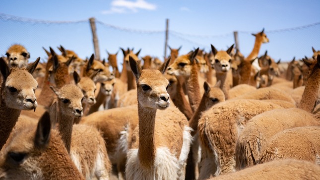SERFOR autorizó y supervisó la extracción y traslado de vicuñas desde Huancavelica a Cajamarca con fines de repoblamiento