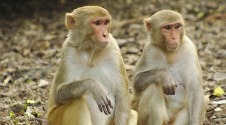Advierten de una familia de virus en monos que está ‘preparada para contagiar’ a los humanos