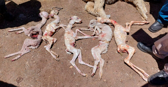 Alta mortalidad de alpacas y ovinos en Huancavelica