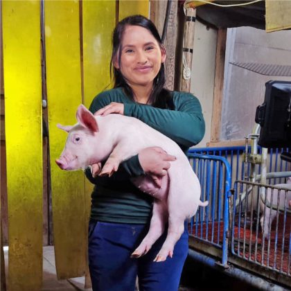 Perú declara a 11 regiones como zona libre de Peste Porcina Clásica