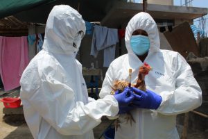 Perú mantiene bajo control brotes de influenza aviar