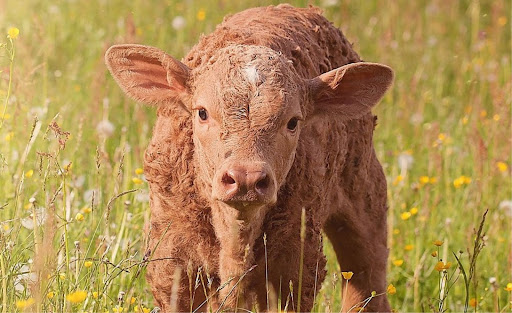 Nacen tres terneros de"Super Vaca" por clonación en China