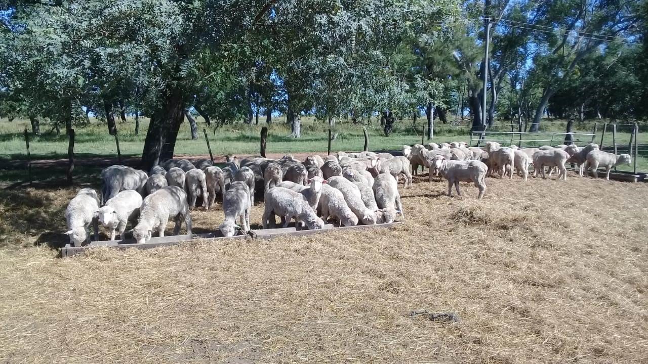 El INTA Corrientes logró ovinos resistentes a parásitos grastrointetinal
