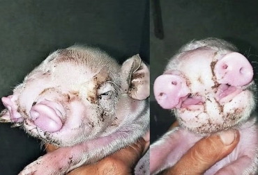 Caso de malformación en animales, nace un cerdo con dos hocicos en Argentina