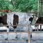 Inteligencia artificial y vacas: La startup que busca evitar las pérdidas de dinero en las granjas