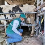 Día Mundial de la Leche: SENASA registró más de 4 mil establos lecheros en el país