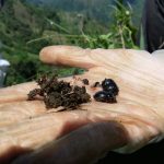 Escarabajos del Estiércol: creadores de suelos más productivos para una ganadería más eficiente