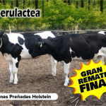 Oferta de Vaquillonas Holstein a la Venta