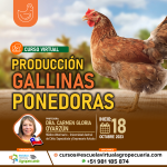 Curso Virtual: Producción de Gallinas Ponedoras