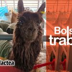 Arequipa: Buscan Consultor en Crianza de Alpacas