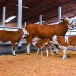 SENASA verificó estado sanitario de bovinos reproductores clonados en amazonas