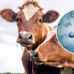 Científicos descubren vacas lecheras que producen menos metano