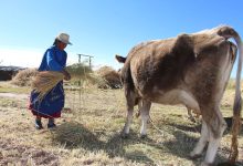 Ingreso de Gloria para el acopio de leche en Puno generaría buenas expectativas